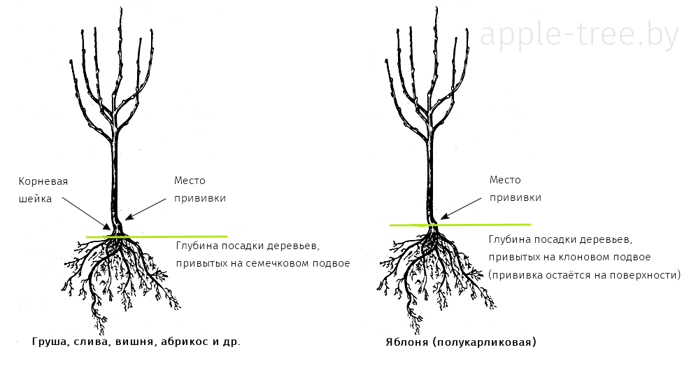 Как посадить плодовые деревья на участке схема