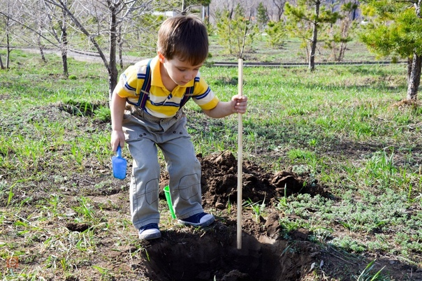 Человек сажает дерево фото