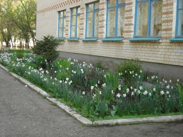 Пр школьный участок. Ландшафт пришкольного участка. Дизайн двора школы. Оформление школьного участка. Идеи для двора школы.